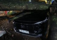 Satu unit mobil milik warha tertimpa pohom alpukat yang tumbang di Jalan Paledang, Kota Bogor, foto/dok BPBD