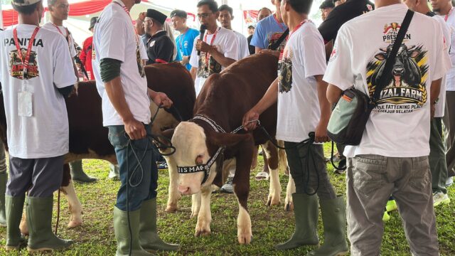 Pemkab Bogor dan APPSI Perkuat Jejaring Peternak Lewat Kontes Sapi Piala Presiden 2026