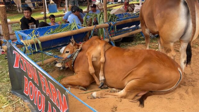 Berkaki Enam, Sapi Milik Peternak Boyolali Sabet Juara I Kategori Unik APPSI 2026