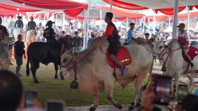 Kontes Sapi APPSI 2026 di Bogor Tingkatkan Nilai Ekonomi Ternak dan Motivasi Peternak Nasional